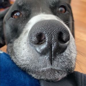 Meet your Posher, Emma